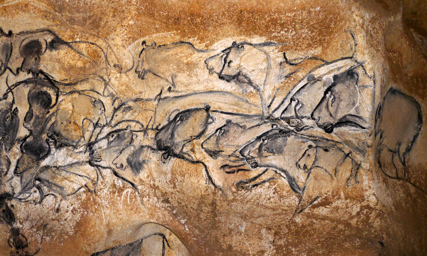 Chauvet Höhlenlöwen
