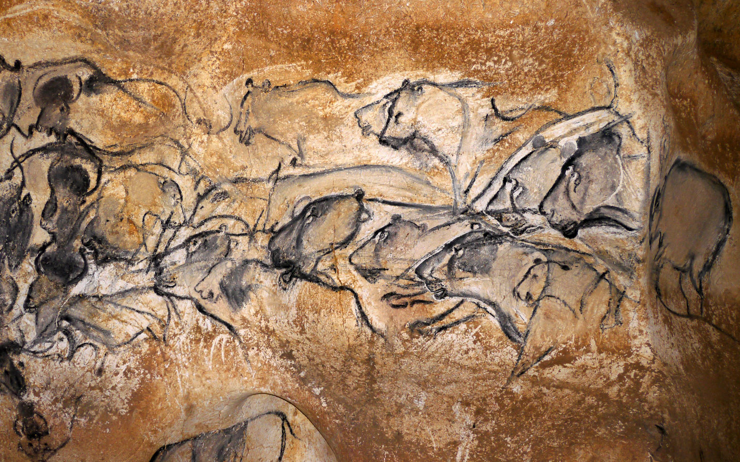 Chauvet Höhlenlöwen